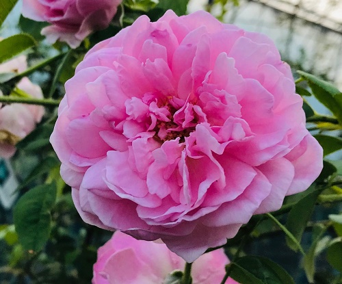 廃盤イングリッシュローズ大苗 スピリットオブフリーダム Herb&Rose