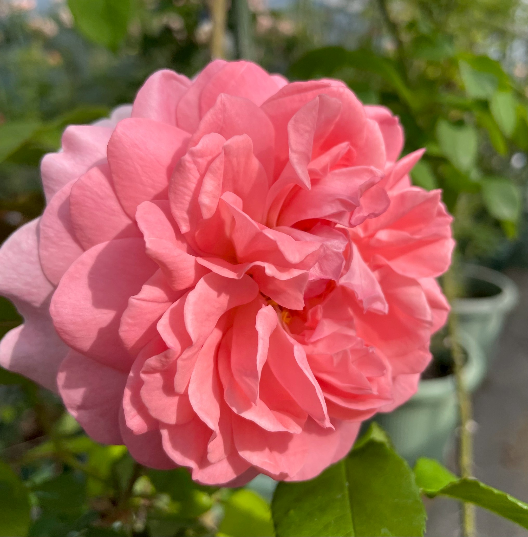 廃盤イングリッシュローズ大苗 LDブレスウェイト Herb&Rose バラ苗