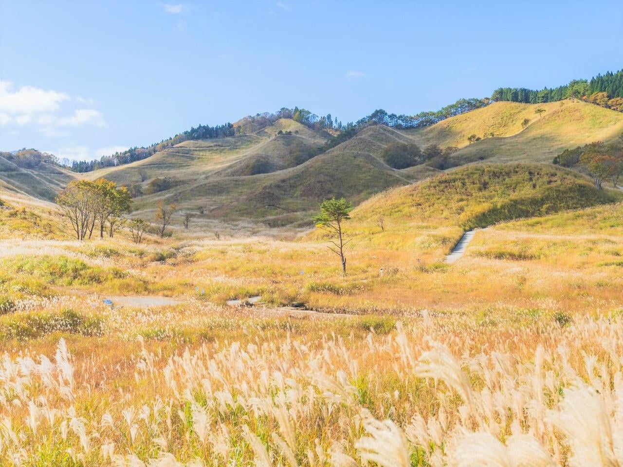 神河町】絶景「砥峰高原のススキ」完全ガイド！アクセスや見頃をご紹介