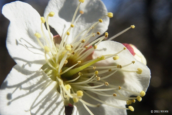 ウメ（梅、バラ科）--- Prunus mume --- 四季の山野草＠（花の写真館）