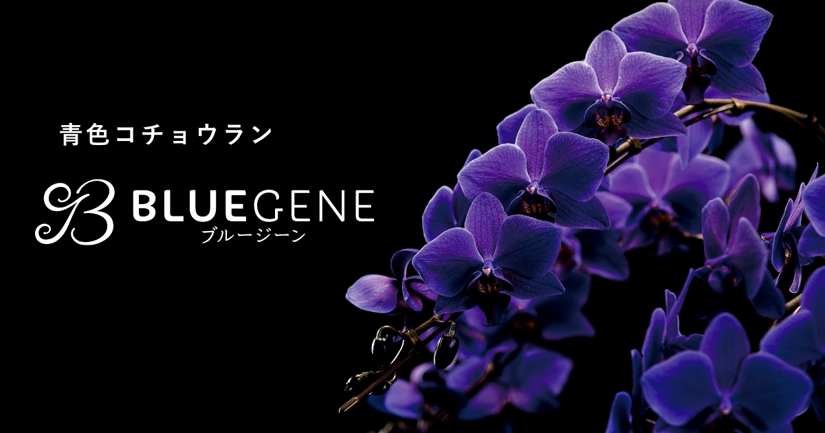 Blue Gene（ブルージーン）世界初の青色コチョウラン｜石原産業株式会社