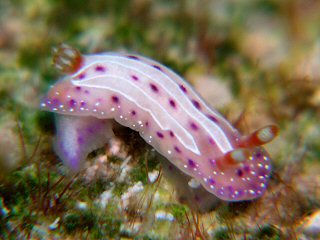 イチゴミルクウミウシ - Izuzuki海の生き物大図鑑(笑)