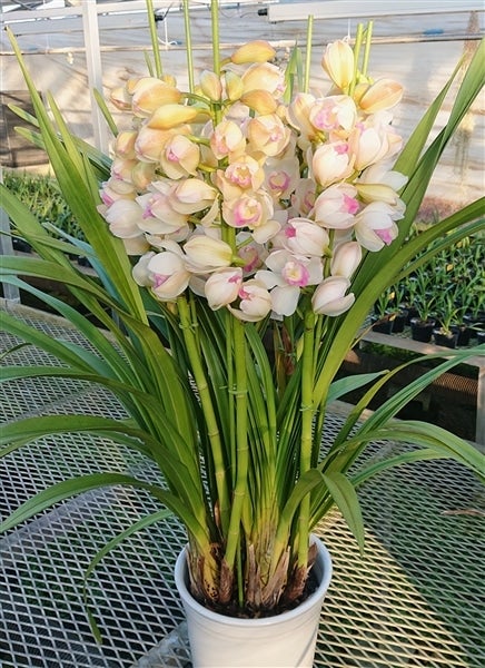 大特価！2鉢価格！シンビジウム　苗　苗木　4本立ち　洋ラン　蘭　三つ星 週末特価！2鉢価格！シンビジウム 苗 苗木 4本立ち 洋ラン 蘭 三つ星