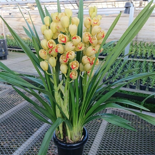 大特価！2鉢価格！シンビジウム　苗　苗木　4本立ち　洋ラン　蘭　三つ星 週末特価！2鉢価格！シンビジウム 苗 苗木 4本立ち 洋ラン 蘭 三つ星