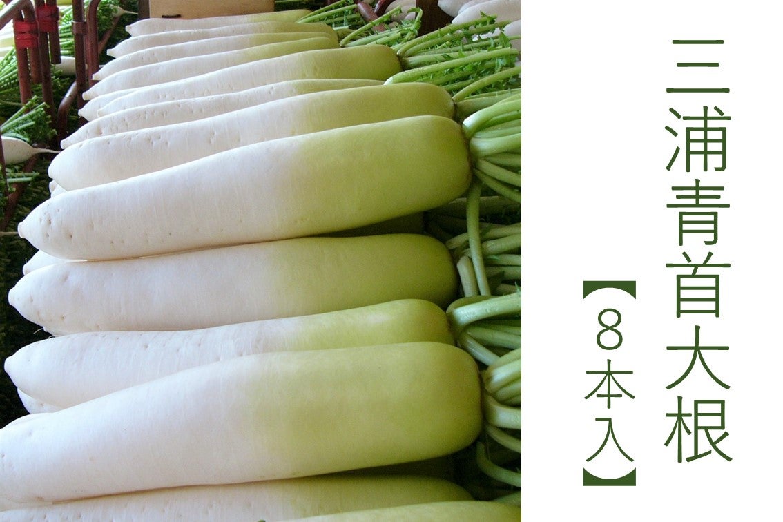 三浦青首大根 【8本入】: JA全農かながわ|【JAタウン】産地直送