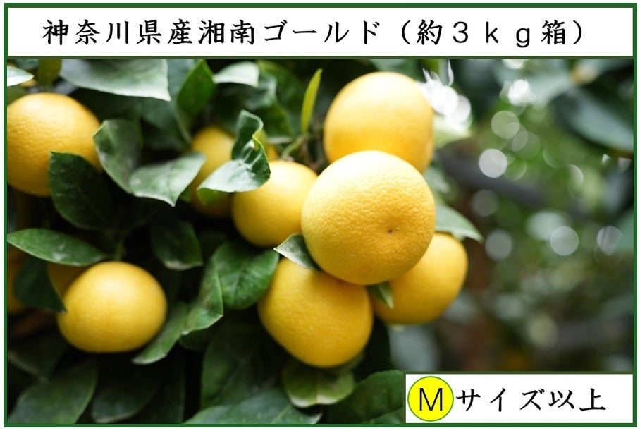 湘南ゴールド（約3kg）Mサイズ以上: JA全農かながわ|【JAタウン