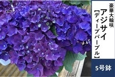 アジサイ【ディープパープル】5号鉢: JA全農かながわ|【JAタウン