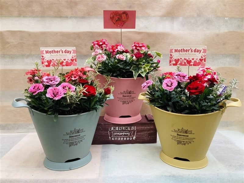 母の日】☆数量限定☆＜ミニカーネーション寄せ植え＞マザーズサンクス