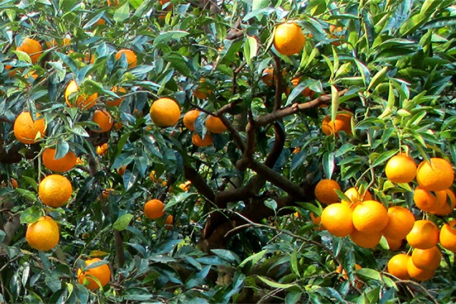 若宮さんちの淡路島なるとオレンジ（約5㎏）: あつめて、兵庫。|【JA