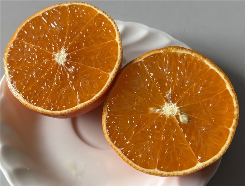 天草（あまくさ）」（化粧箱・優以上Lサイズ10玉） 愛媛県産 ＊随時