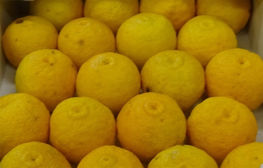 良10kg＞「柚子」約10kg（良M約90玉前後） JAひがしうわ