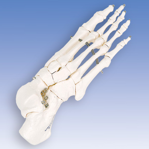 人体模型 足の骨