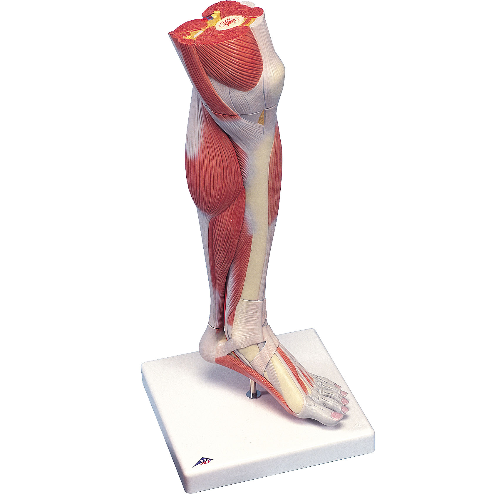人体模型 下腿/膝関節水平断付