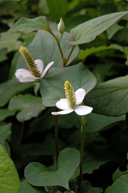 ドクダミ（ドクダミ科）｜素人植物図鑑