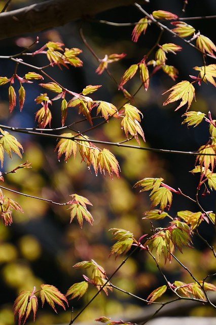 イロハモミジ（ムクロジ科）｜素人植物図鑑