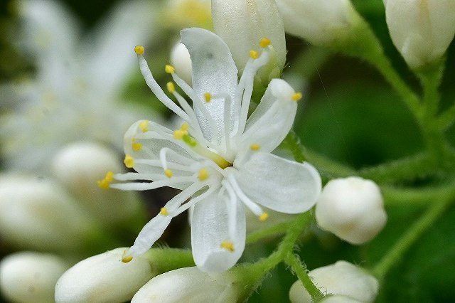 サワフタギ（ハイノキ科）｜素人植物図鑑