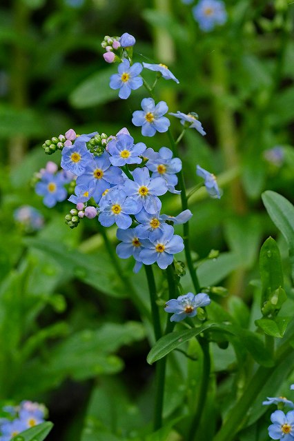 シンワスレナグサ（ムラサキ科）｜素人植物図鑑