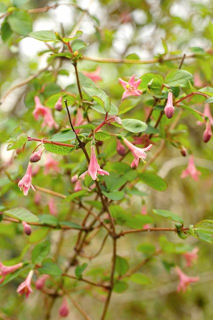 ウグイスカグラ（スイカズラ科）｜素人植物図鑑