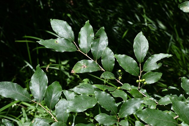 ヤマコウバシ（クスノキ科）｜素人植物図鑑