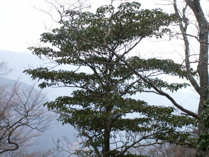 樹木図鑑(ヤマグルマ)