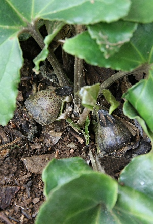 四季の山野草（キンチャクアオイ）