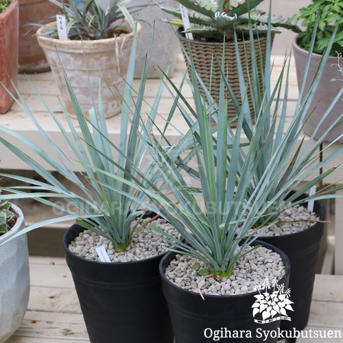 ユッカ リギダ｜おぎはら植物園