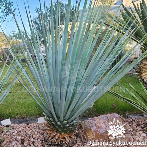 ユッカ リギダ｜おぎはら植物園