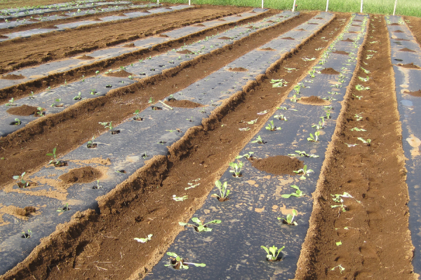 生分解マルチ【生分解性マルチシート比較一覧】2026年版 - 株式会社
