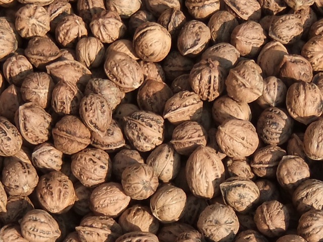 国産くるみ販売｜越後魚沼・岡村商店｜殻付き鬼胡桃、姫胡桃、むきくるみ