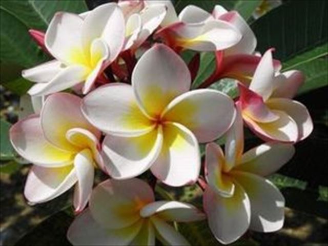 商品紹介：プランツコレクション（プルメリア）│沖縄県南城市玉城