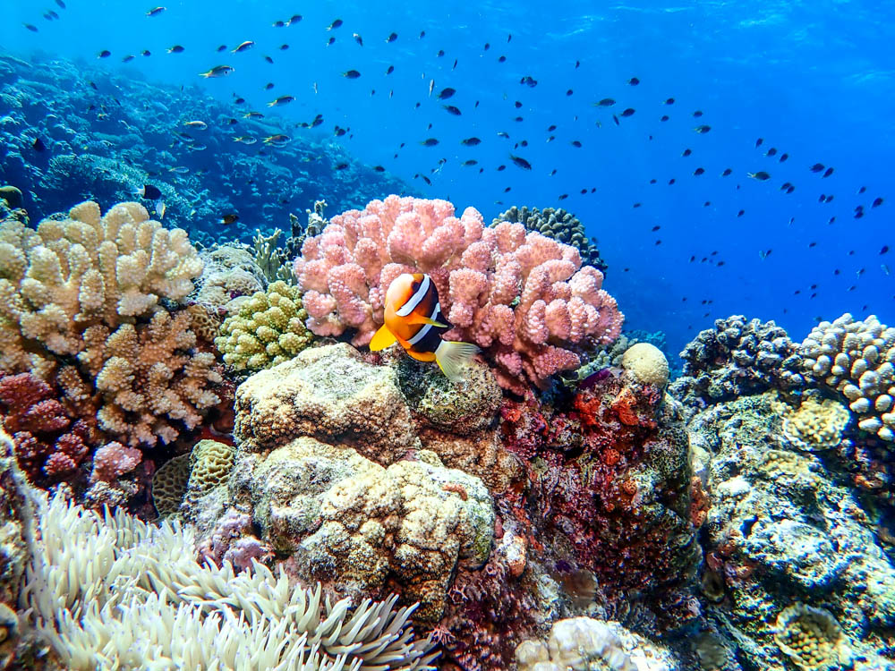 浅瀬の珊瑚が綺麗な北部でライセンス取得後ファンダイビング
