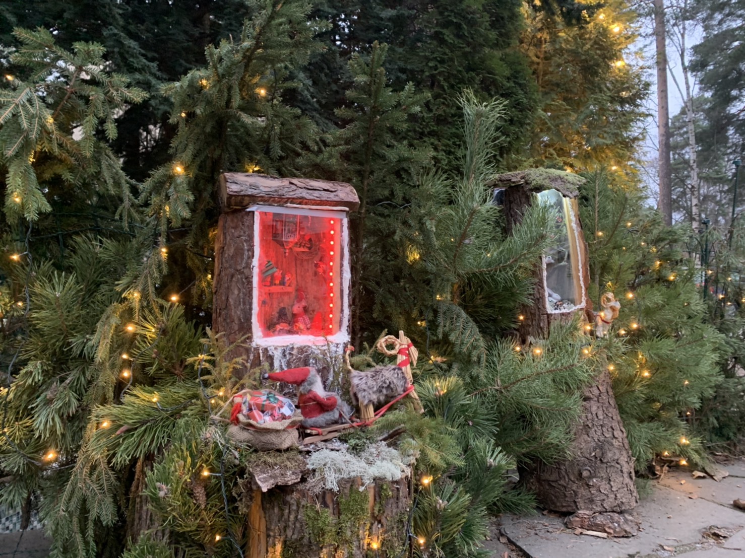 本物のもみの木で“クリスマスツリー” – MOI SAUNA (モイサウナ