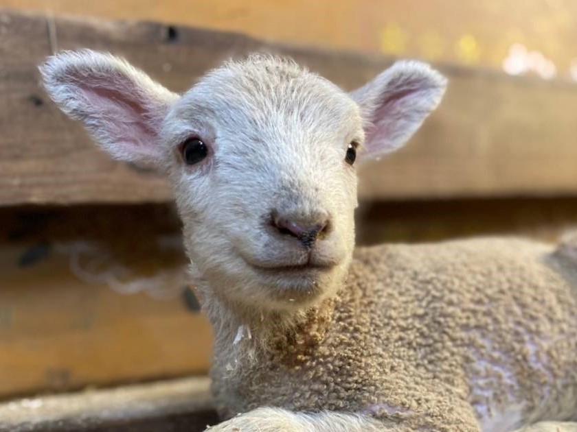 めぇ～めぇ～権販売のお知らせ | 日本一富士山の絶景を望める静岡の