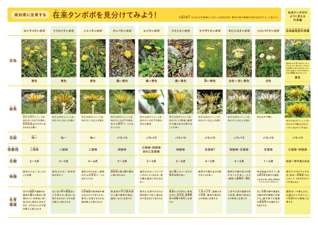 タンポポ調査・2025 高知県」の本調査 実施中｜ 高知県立牧野植物園