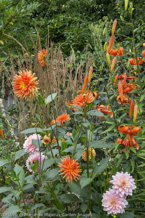 Marianne Majerus Garden Images