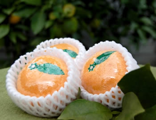 みかんハンカチ｜お土産｜公益財団法人 松山観光コンベンション協会