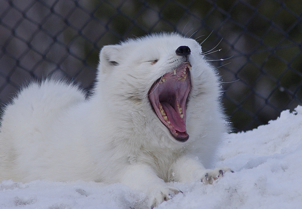 旭山動物園のホッキョクギツネ | 北の暮らし ～札幌・宮の森から～