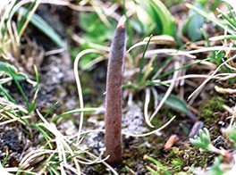 セラミューン｜株式会社ノエビア