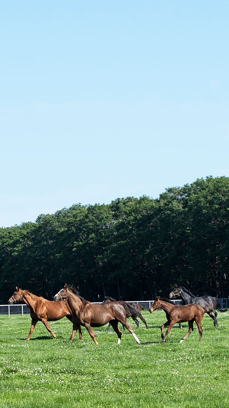 ノーザンファームミックスセール