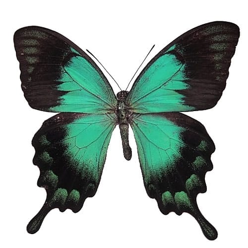 オオルリオビアゲハ , 蝶の標本 販売・通販のNatureShop|モルフォや