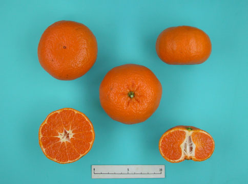 西南のひかり | 農研機構