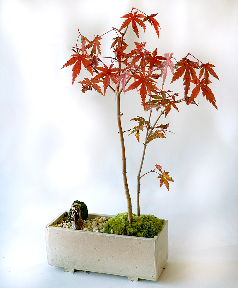 現在落葉中】送料無料！【山紅葉（ヤマモミジ）の縮景盆栽（万古焼長