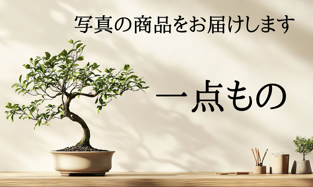 五葉松の盆栽 ごようまつ 盆栽 五葉松 一点もの ぼんさい ミニ盆栽