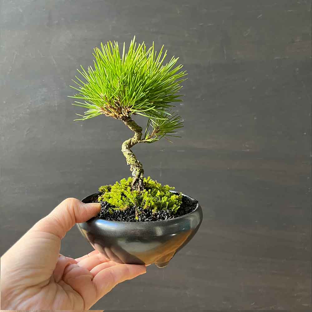 黒松盆栽 万古黒丸鉢 くろまつ クロマツ kuromatu ミニ盆栽 小品盆栽