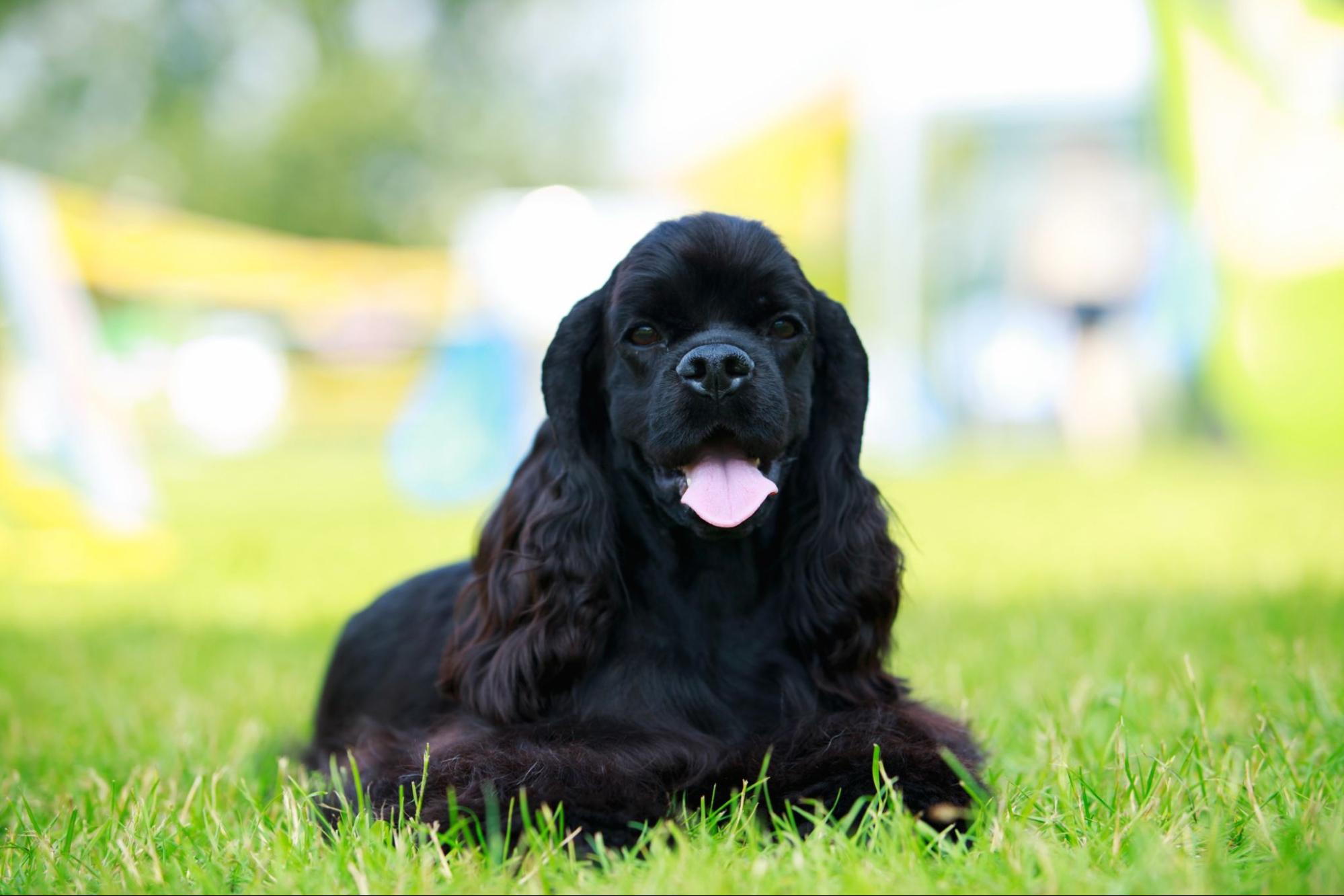 アメリカンコッカースパニエルはどんな犬種？特徴や性格、しつけ方を