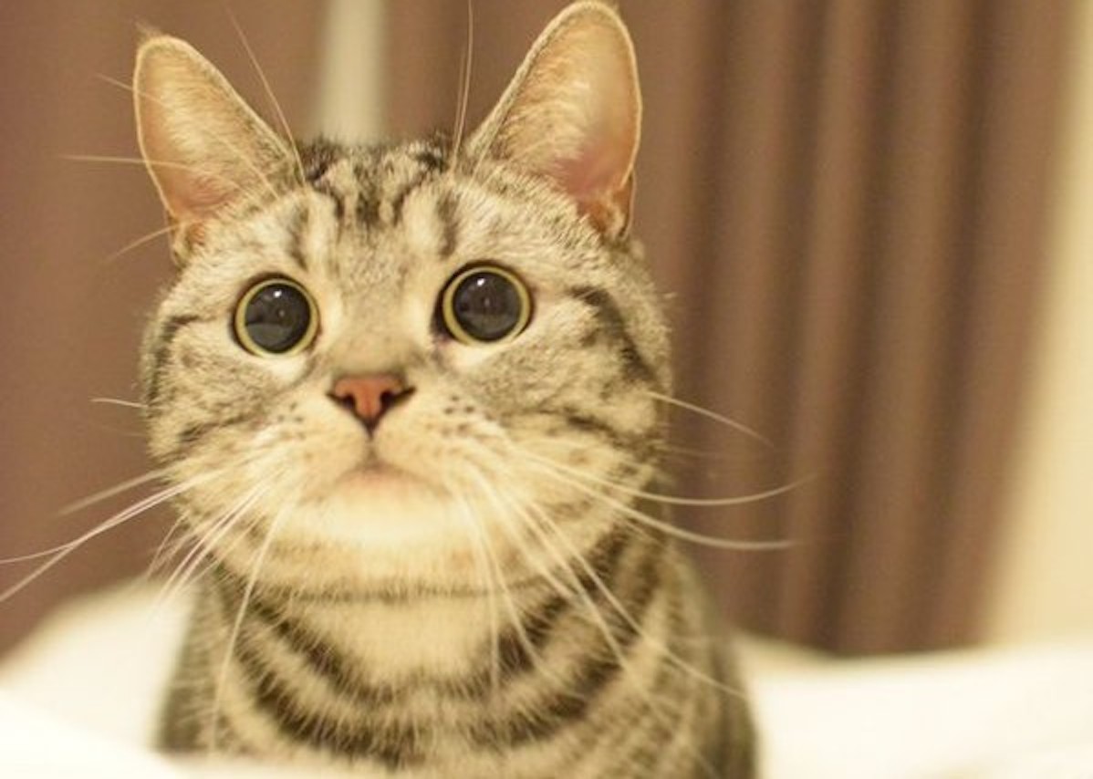 打ち放しコンクリートについた「猫の足跡」 綺麗に補修・消すことが