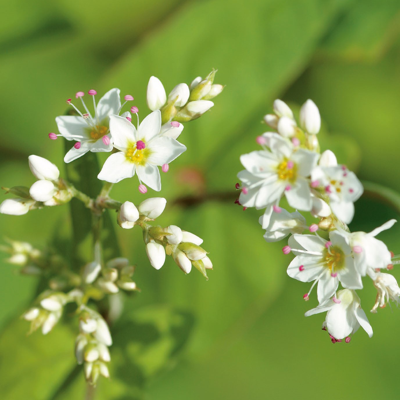 身近な雑草たちの奇跡 | SBクリエイティブ