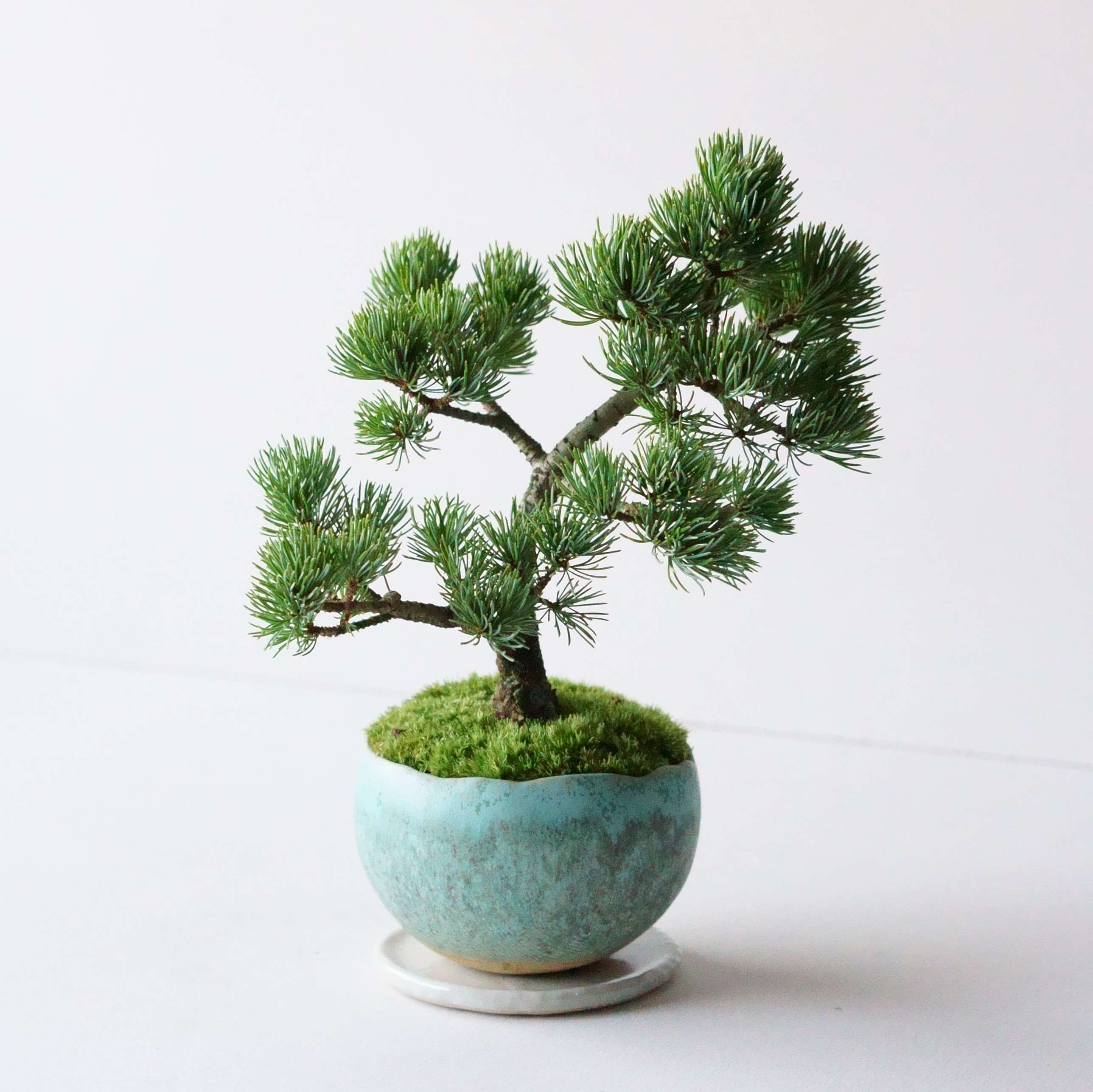 ゴヨウマツ｜石木花図鑑｜石木花｜SEKIBOKKA｜盆栽