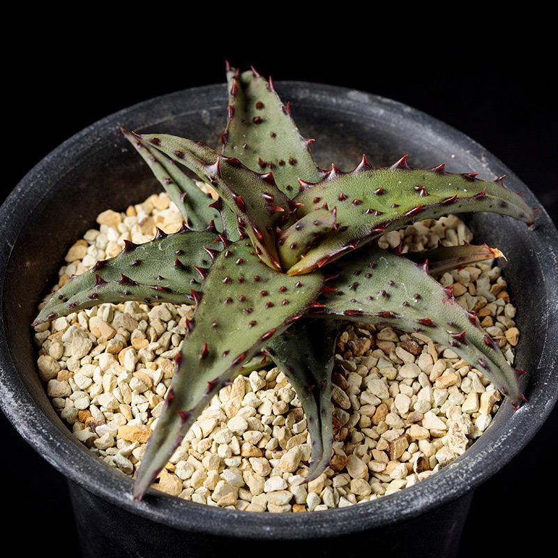 アロエ・カスティロニアエの基本情報・育て方｜多肉植物・サボテン図鑑