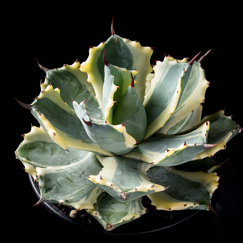 アガベ'雷帝錦ATOMICGOLD（アトミック・ゴールド）'の基本情報・育て方